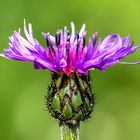 Berg-Flockenblume; Blüte im Frühling