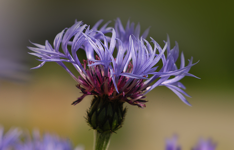 Berg  Flockenblume 