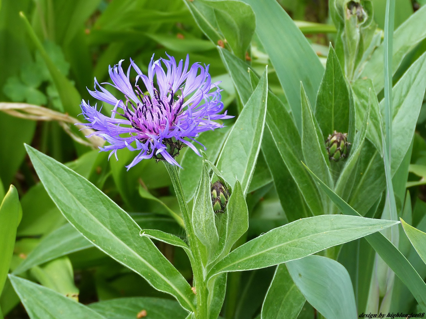 Berg-Flockenblume (Centaurea montana)