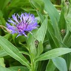 Berg-Flockenblume (Centaurea montana)