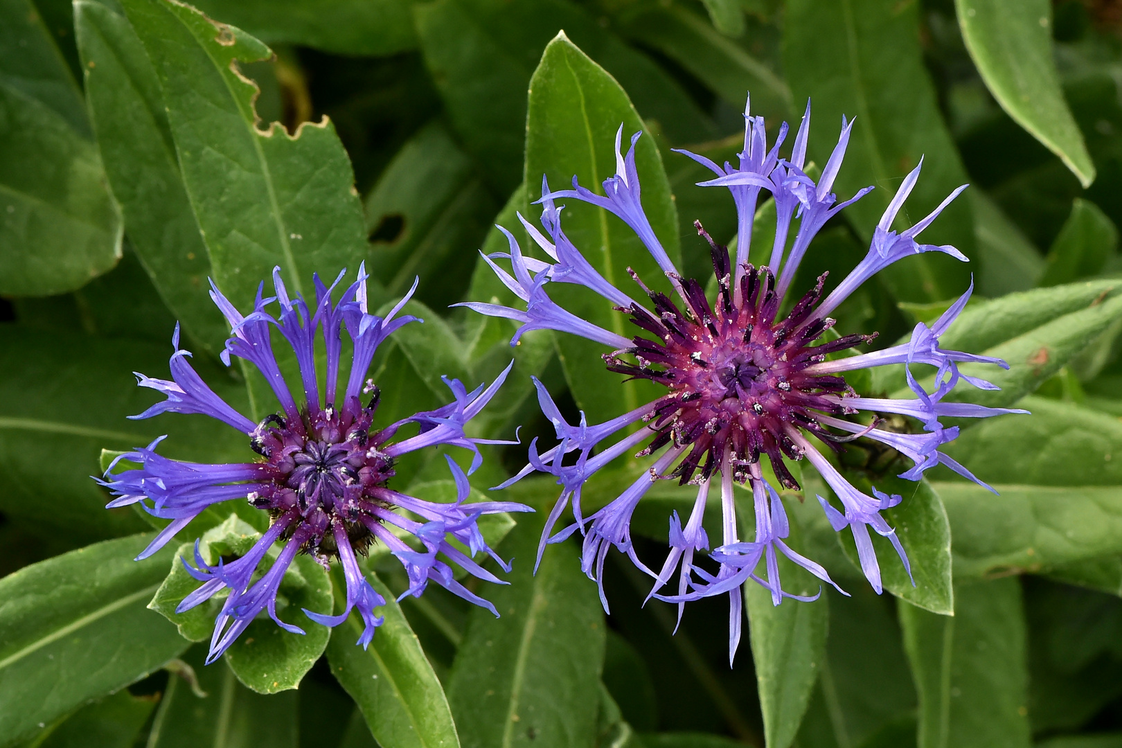 Berg-Flockenblume (Centaurea montana)