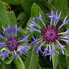 Berg-Flockenblume (Centaurea montana)