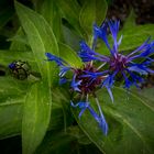 Berg-Flockenblume (Centaurea montana)