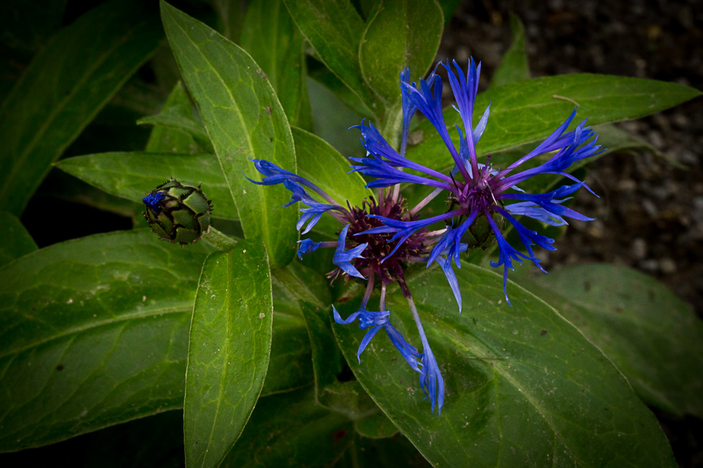 Berg-Flockenblume (Centaurea montana)