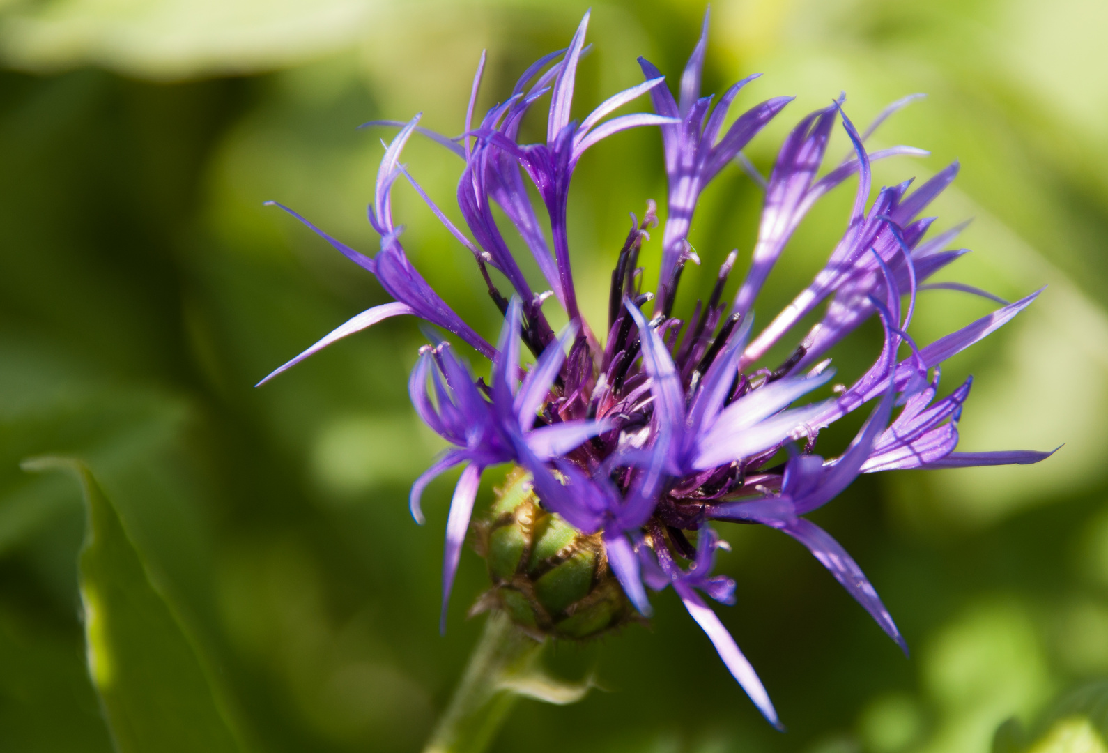 Berg-Flockenblume (Centaurea montana)