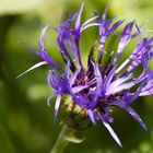 Berg-Flockenblume (Centaurea montana)