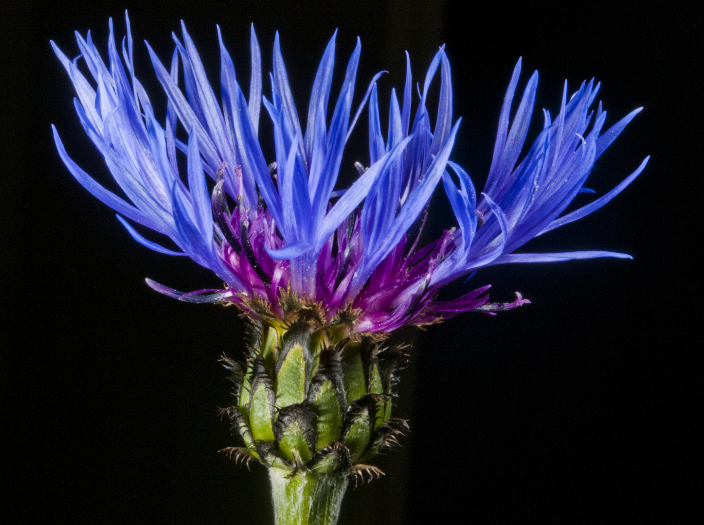 Berg-Flockenblume (Centaurea montana)