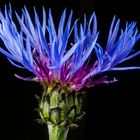 Berg-Flockenblume (Centaurea montana)