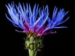 Berg-Flockenblume (Centaurea montana)