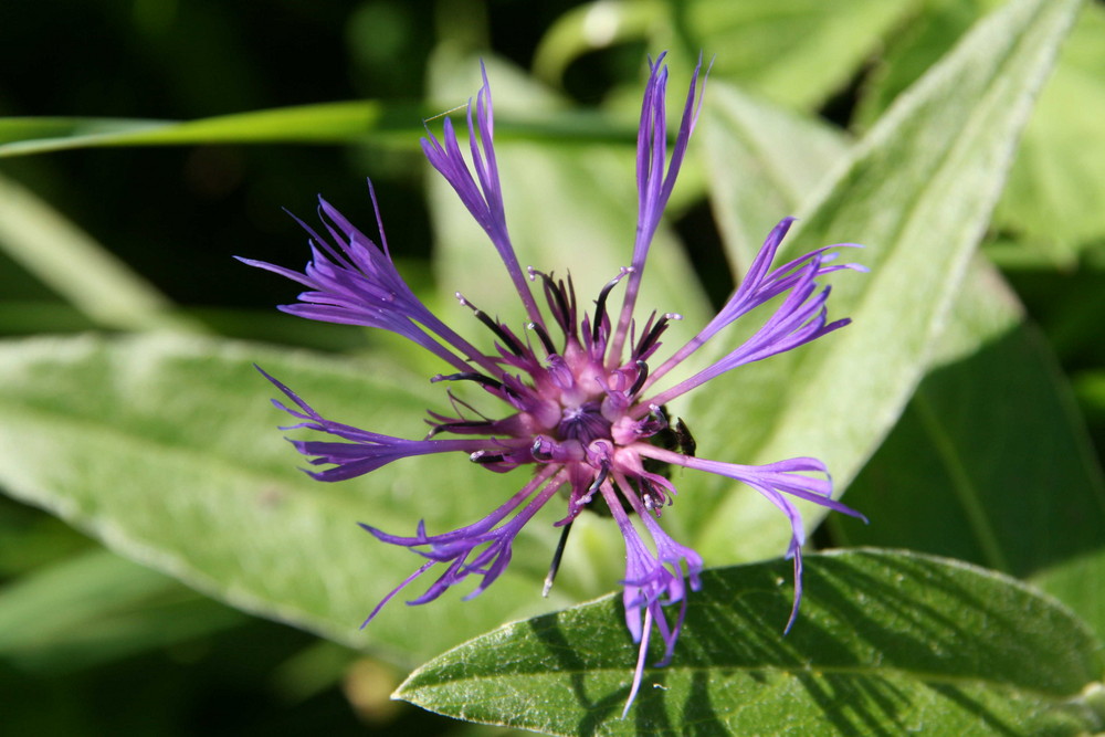 Berg-Flockenblume (Centaurea montana)