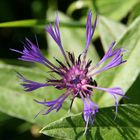 Berg-Flockenblume (Centaurea montana)