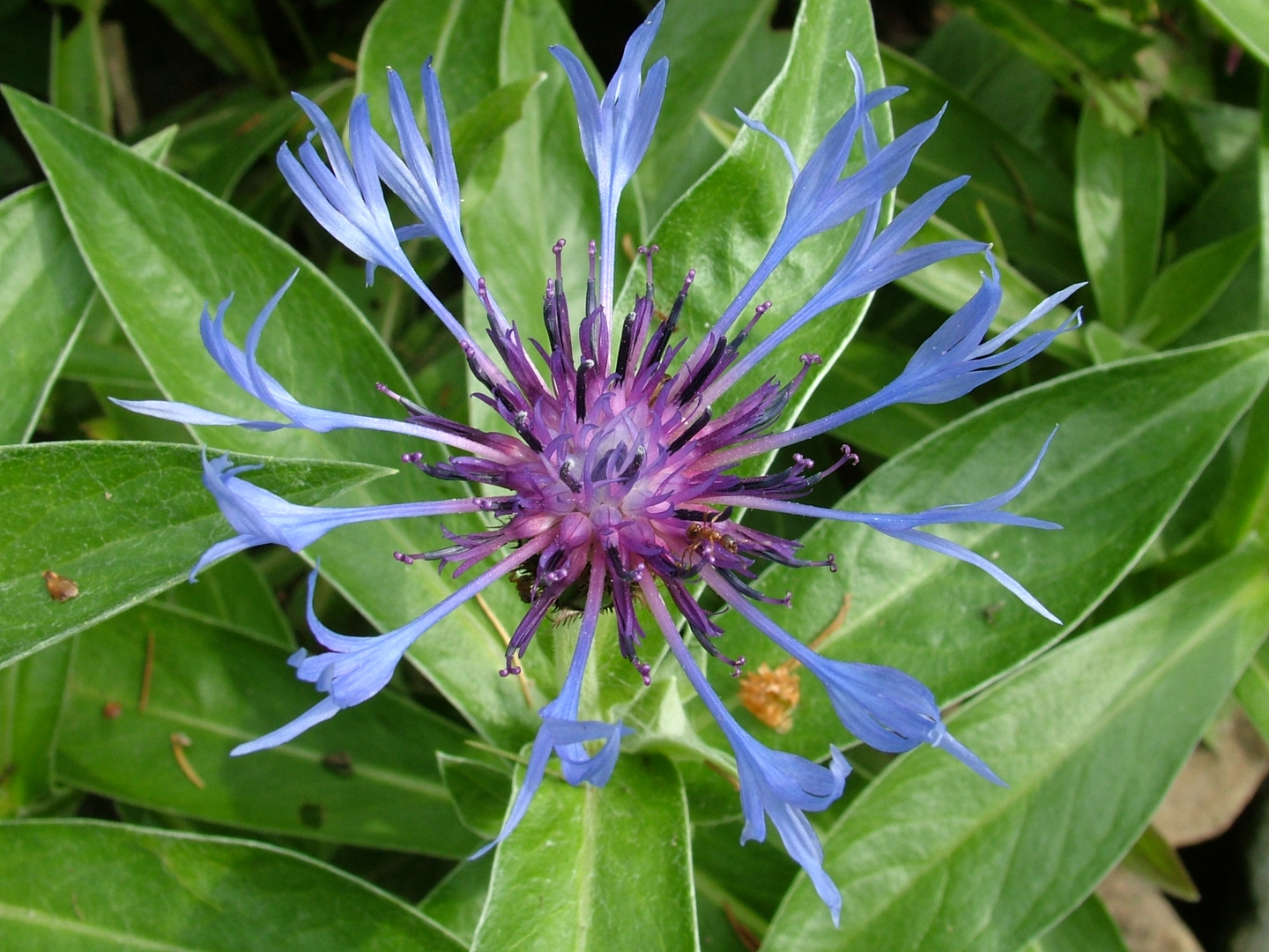 Berg-Flockenblume /Centaurea montana (keine Kornblume)