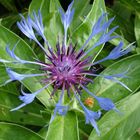 Berg-Flockenblume /Centaurea montana (keine Kornblume)