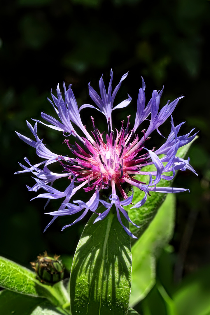 Berg-Flockenblume- Centaurea montana - mountain cornflower