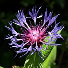 Berg-Flockenblume- Centaurea montana - mountain cornflower