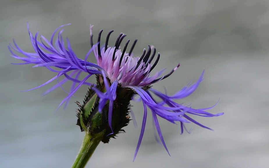 Berg-Flockenblume