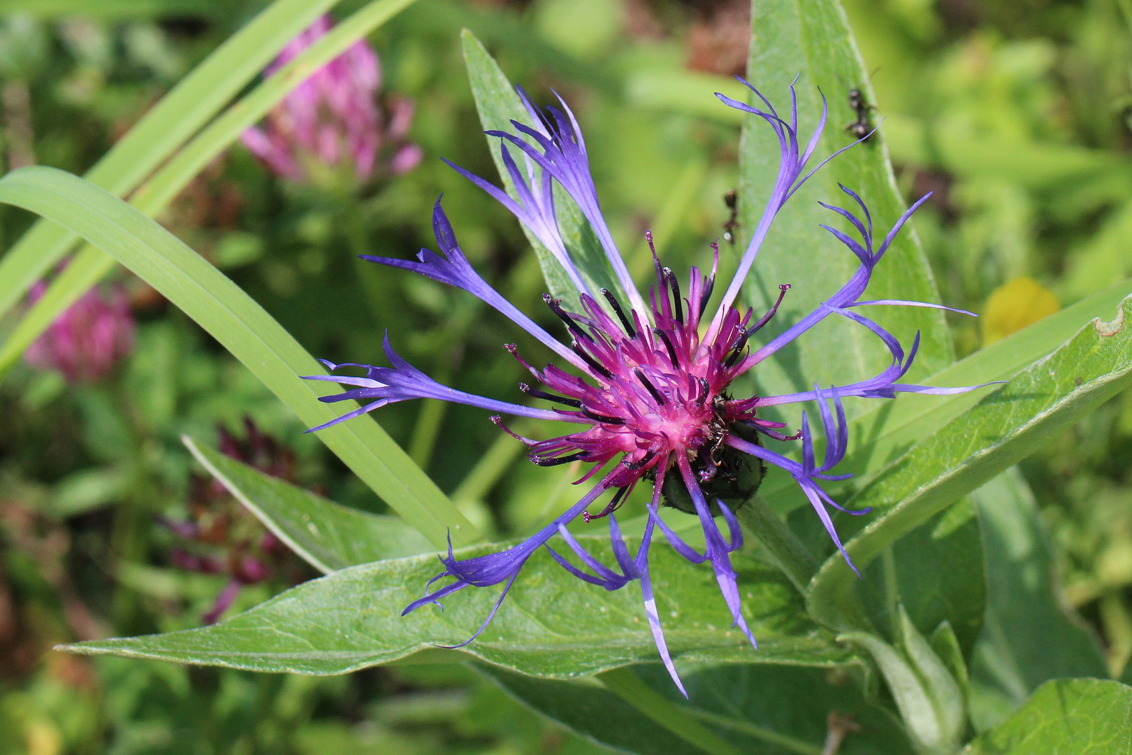 Berg-Flockenblume