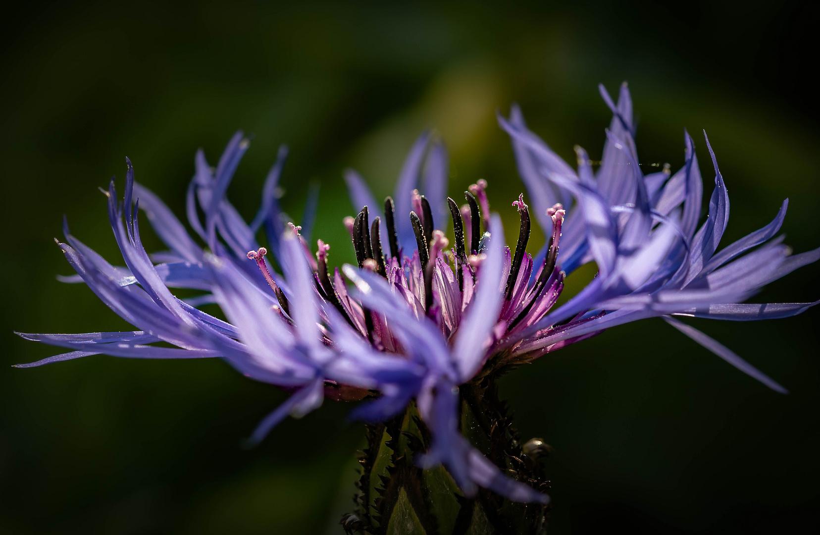 Berg Flockenblume