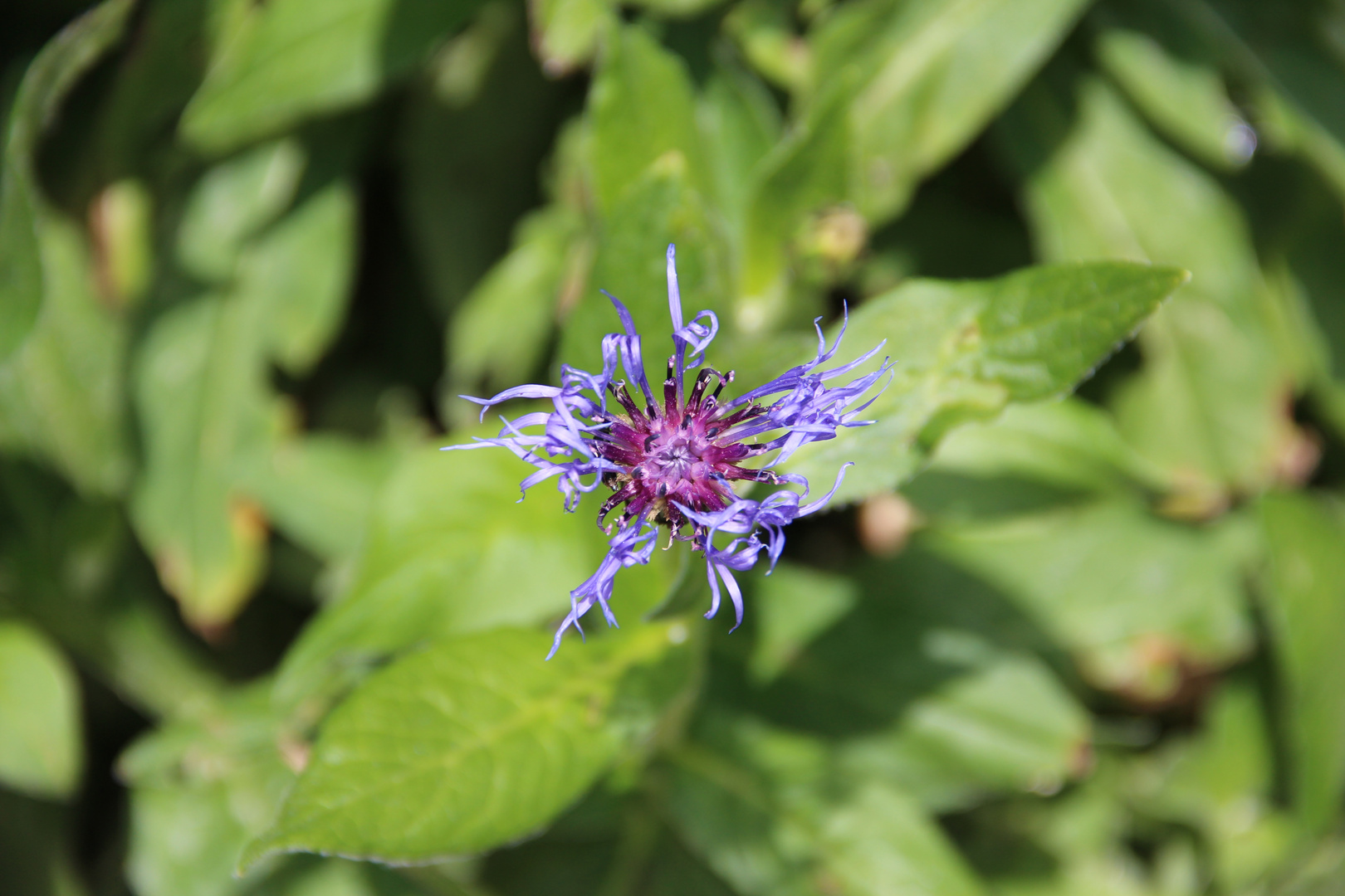 Berg-Flockenblume