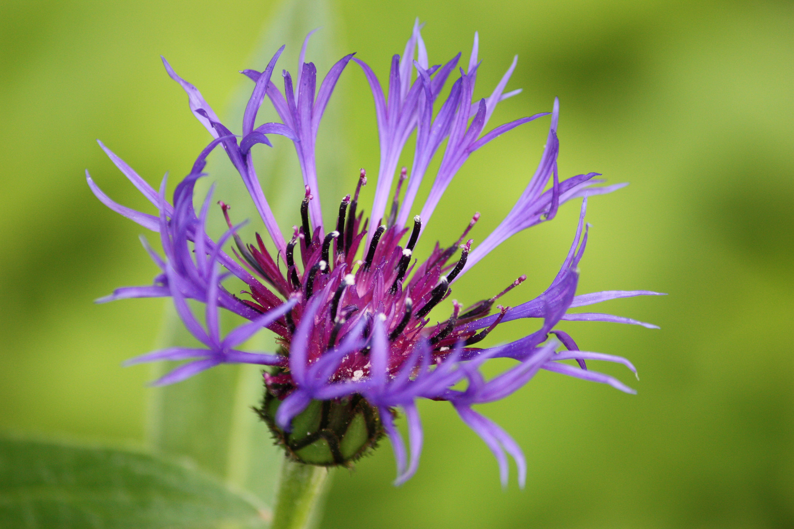 Berg Flockenblume Im Garten Foto Bild Pflanzen Pilze