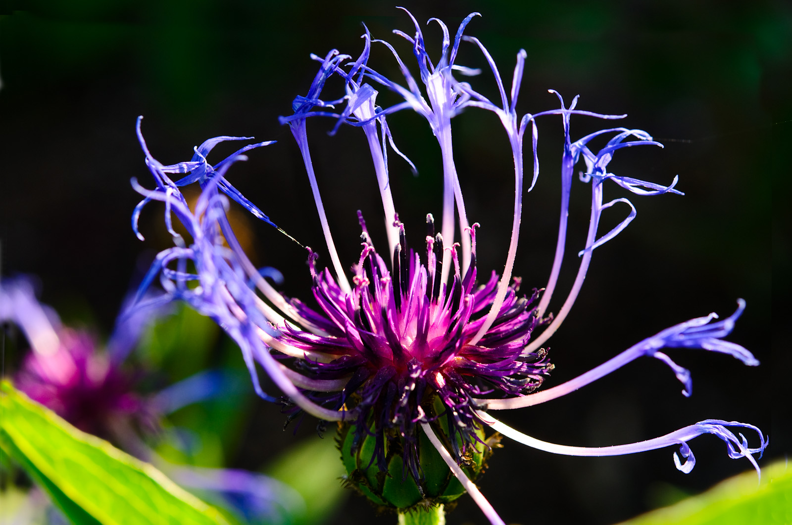 Berg-Flockenblume in unserem Garten