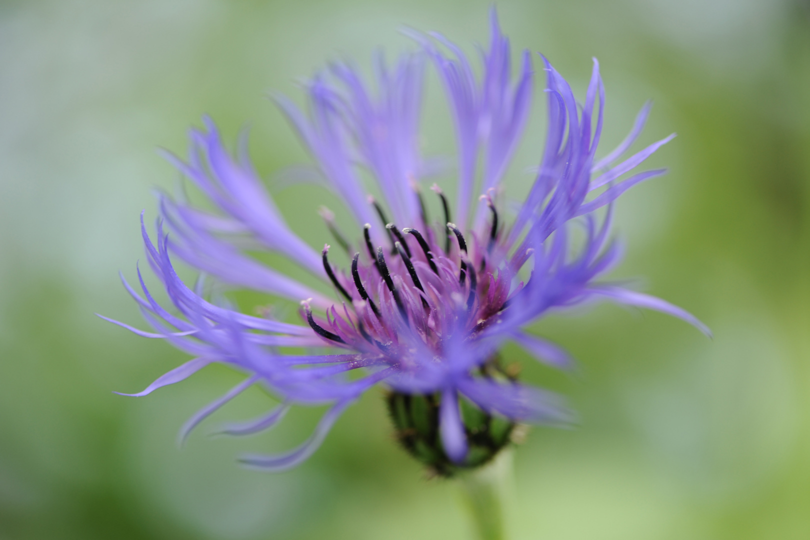 Berg-Flockenblume in voller Blüte