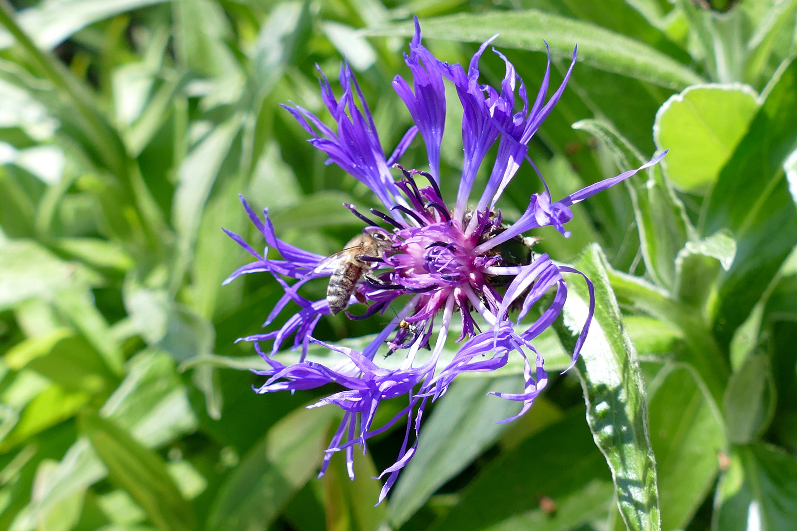 Berg-Flockenblume mit Besucher