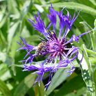 Berg-Flockenblume mit Besucher