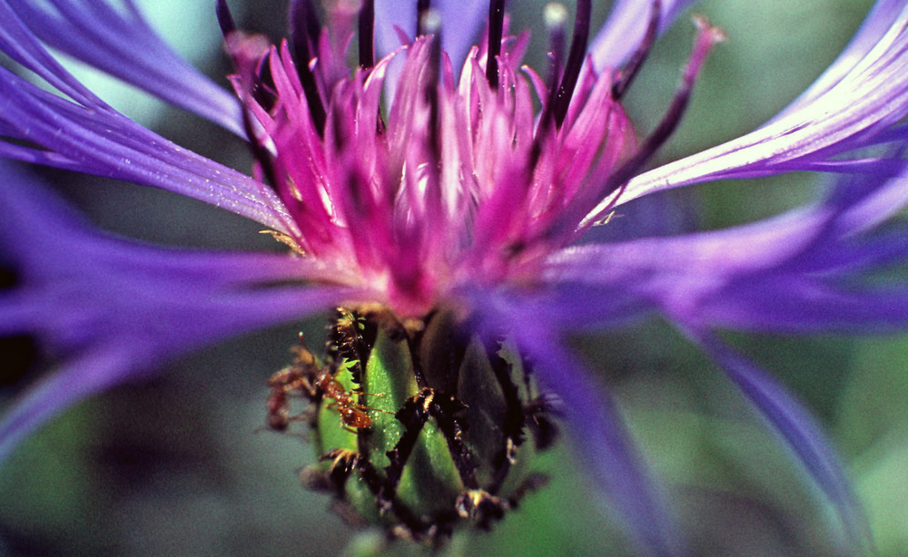 Berg-Flockenblume mit Bewohnern