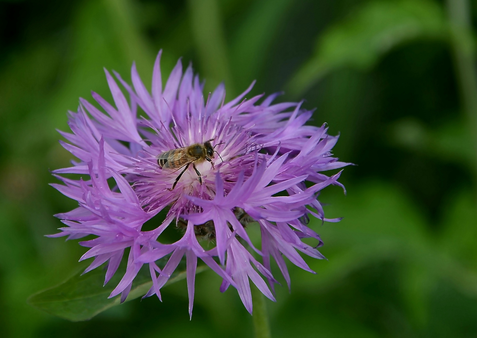 Berg-Flockenblume mit Biene