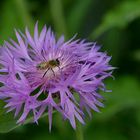 Berg-Flockenblume mit Biene