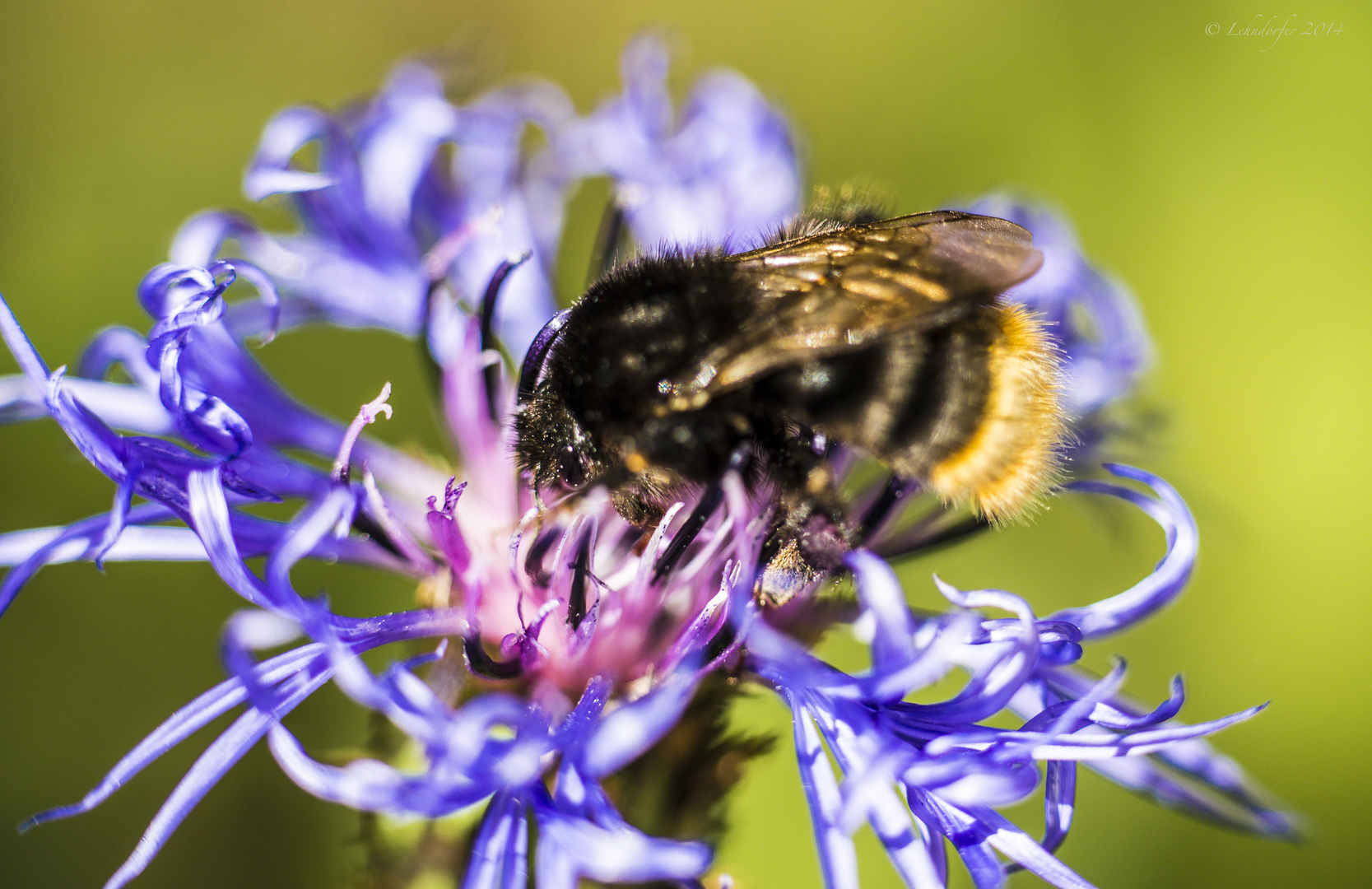 Berg-Flockenblume mit Hummel