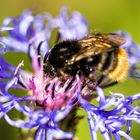 Berg-Flockenblume mit Hummel