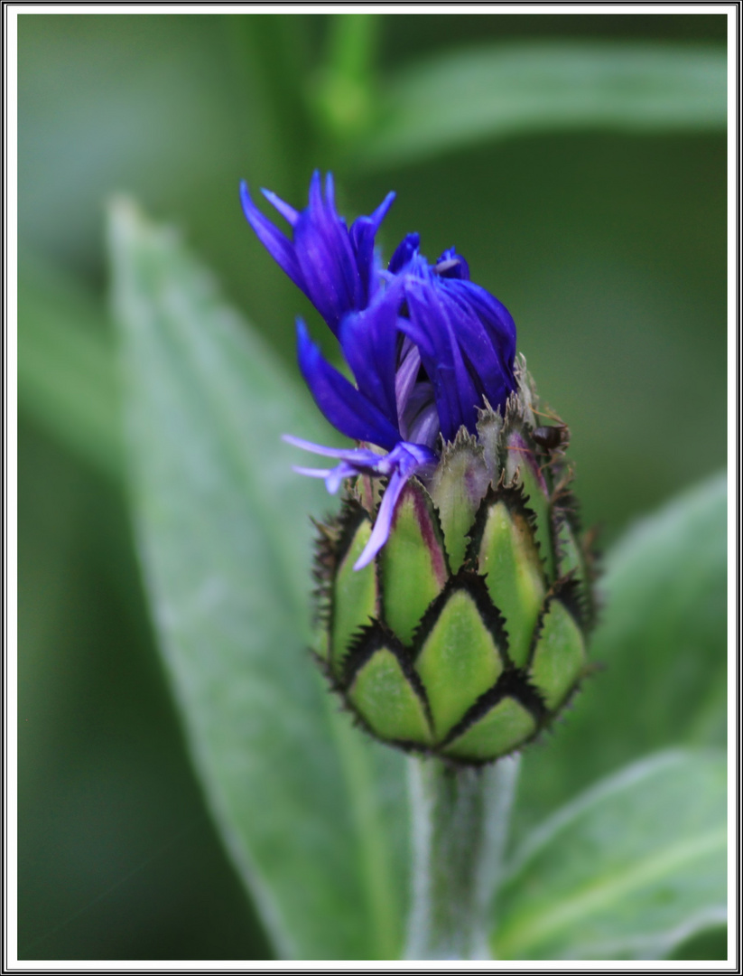 Berg Flockenblume - MIWOBLÜ