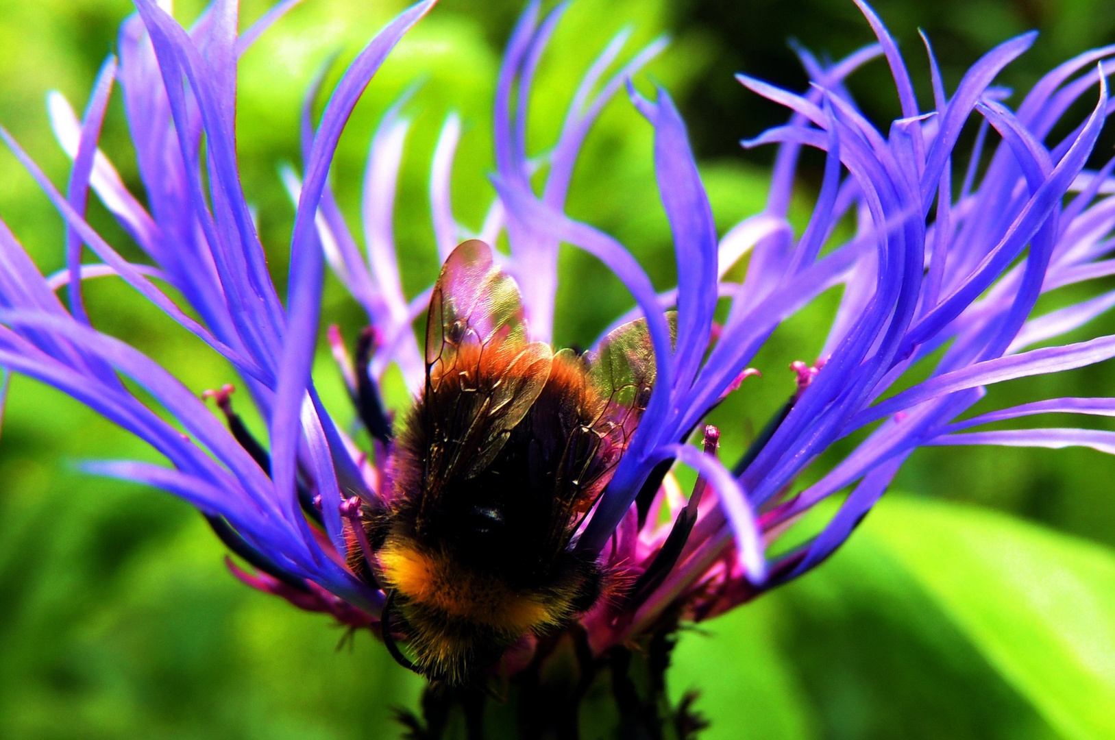 Berg Flockenblume VI mit Hummel