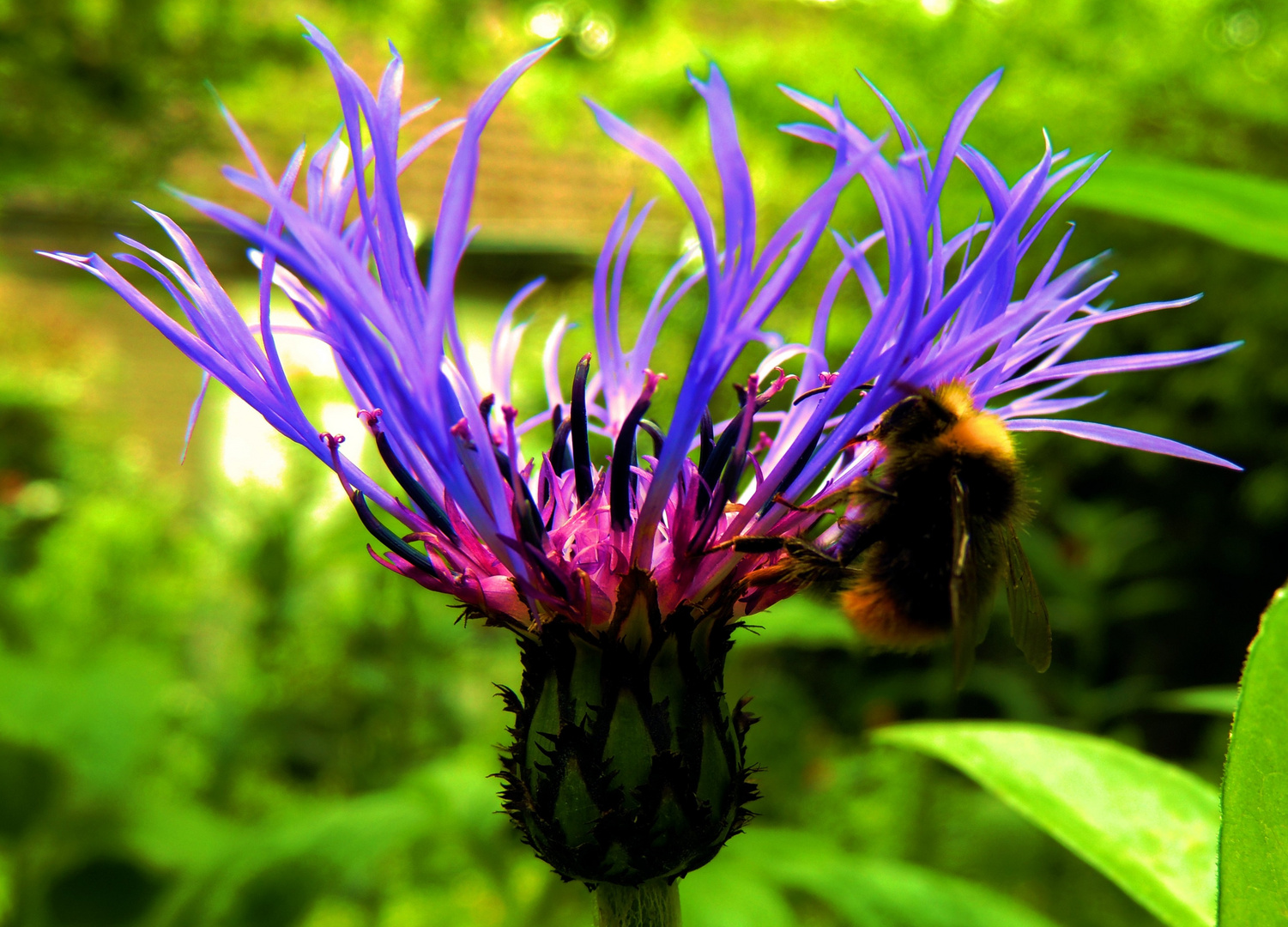 Berg Flockenblume VII mit Hummel