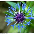 Berg-Flockenblumen blau II