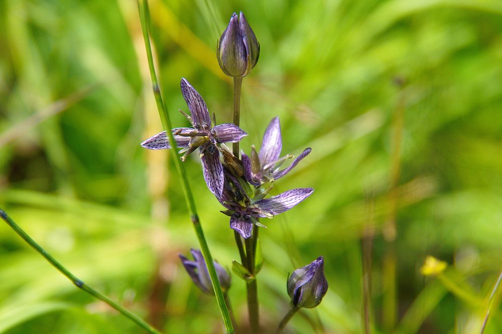 " Berg Flora "