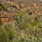Berg-Fynbos Vegetation (2)