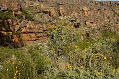 Berg-Fynbos Vegetation (2)