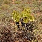 Berg-Fynbos Vegetation (3)