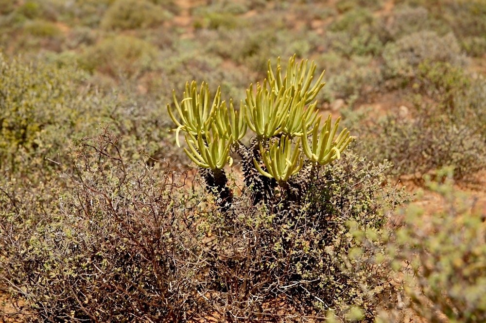 Berg-Fynbos Vegetation (3)