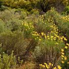 Berg-Fynbos Vegetation