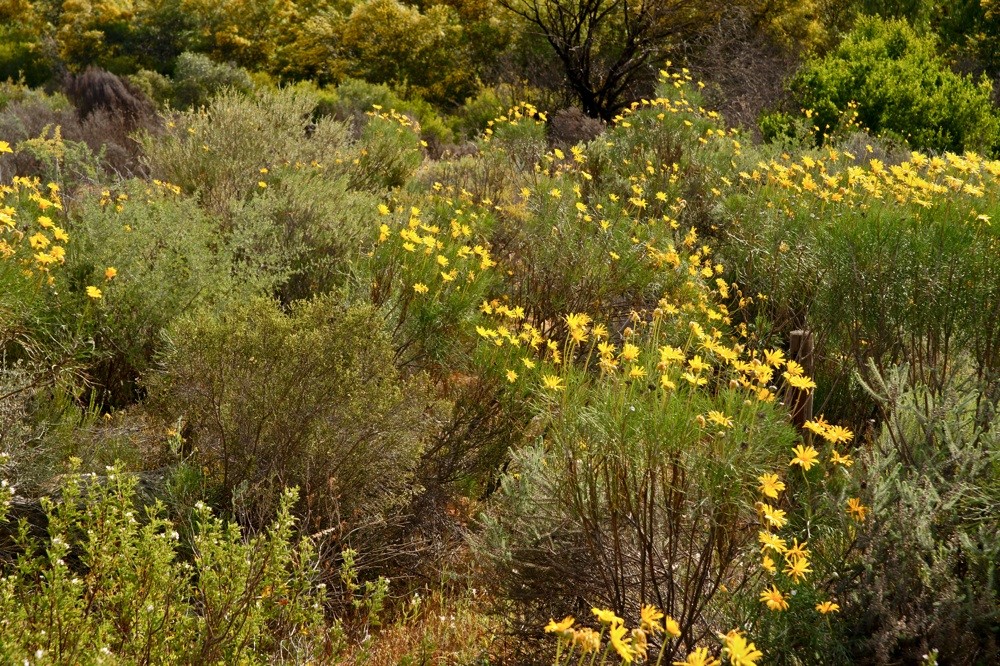 Berg-Fynbos Vegetation