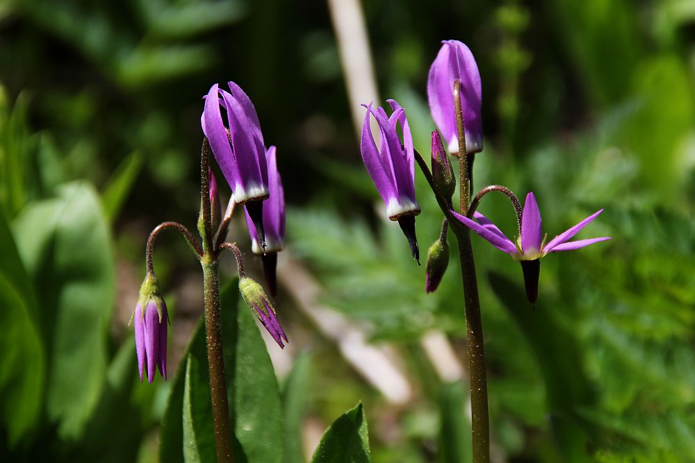 Berg-Götterblume, Darkthroat Shootingstar (Dodecatheon pulchellum var. montanum)