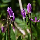 Berg-Götterblume, Darkthroat Shootingstar (Dodecatheon pulchellum var. montanum)