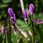 Berg-Götterblume, Darkthroat Shootingstar (Dodecatheon pulchellum var. montanum)