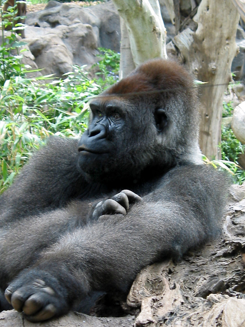 BERG GORILLA