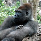 BERG GORILLA