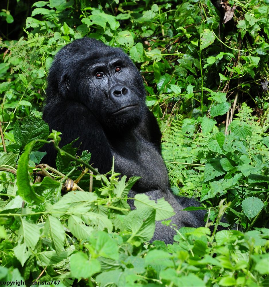 Berg-Gorilla in Uganda